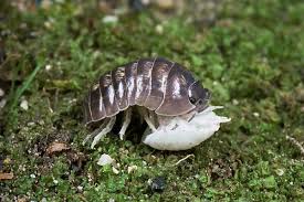 Attēlu rezultāti vaicājumam “Armadillidium pulchellum”