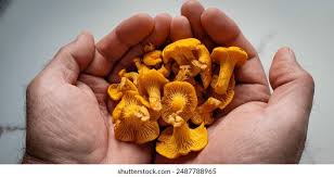 Attēlu rezultāti vaicājumam “Cantharellus cibarius”