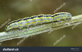 Attēlu rezultāti vaicājumam “Calophasia lunula”