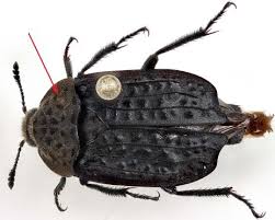 Attēlu rezultāti vaicājumam “Carterocephalus silvicolus underside”