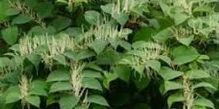 Attēlu rezultāti vaicājumam “Reynoutria japonica”