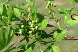 Attēlu rezultāti vaicājumam “Crataegus monogyna subsp. nordica”