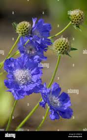 Image result for scabiosa caucasica