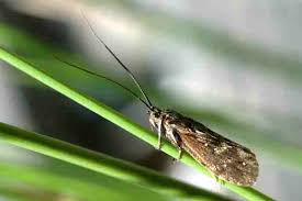 Attēlu rezultāti vaicājumam “Phryganeidae”