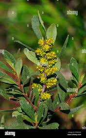 Attēlu rezultāti vaicājumam “Myrica gale fruit”