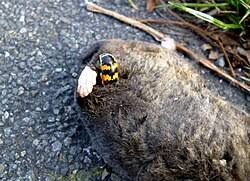 Attēlu rezultāti vaicājumam “Nicrophorus vespillo”