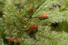 Attēlu rezultāti vaicājumam “Neckera”