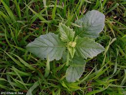 Attēlu rezultāti vaicājumam “Sinapis arvensis”