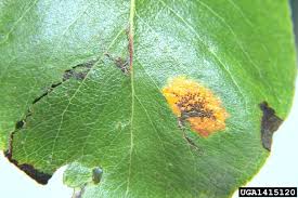 Attēlu rezultāti vaicājumam “Gymnosporangium sabinae”