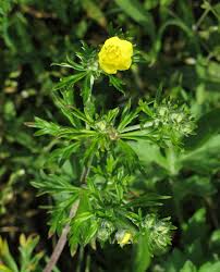 Attēlu rezultāti vaicājumam “Potentilla argentea”