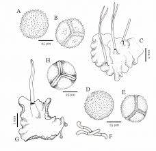 Attēlu rezultāti vaicājumam “Phaeoceros laevis subsp. carolinianus”