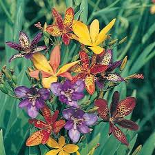 Image result for Pardancanda norrisii