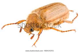 Attēlu rezultāti vaicājumam “Amphimallon solstitiale”