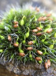 Attēlu rezultāti vaicājumam “Grimmia pulvinata sporophyte”