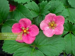 Attēlu rezultāti vaicājumam “Fragaria x ananassa flower”