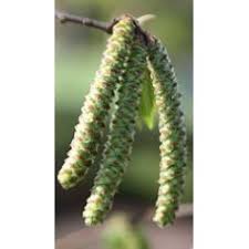 Attēlu rezultāti vaicājumam “Betula pendula flower”