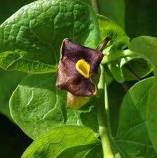 Attēlu rezultāti vaicājumam “Aristolochia durior”