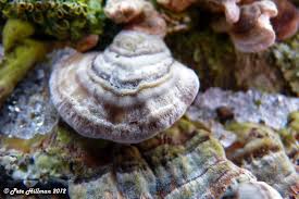 Attēlu rezultāti vaicājumam “Trametes ochracea”