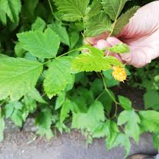 Attēlu rezultāti vaicājumam “Salix repens subsp. rosmarinifolia fruit”
