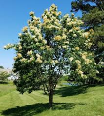 Attēlu rezultāti vaicājumam “Syringa reticulata subsp. amurensis”