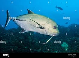Image result for Caranx lugubris