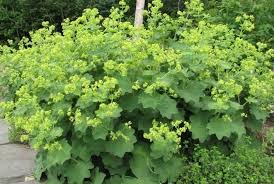 Image result for Alchemilla mollis