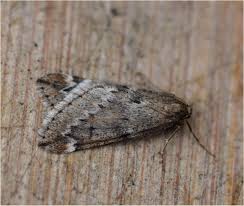 Attēlu rezultāti vaicājumam “Alsophila aescularia”