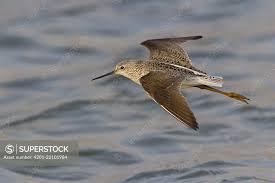 Attēlu rezultāti vaicājumam “Tringa stagnatilis”