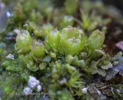 Attēlu rezultāti vaicājumam “Lophocolea minor macro”