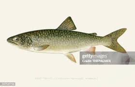 Image result for Salvelinus namaycush