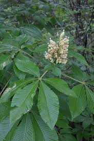 Attēlu rezultāti vaicājumam “Aesculus flava leaf”