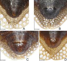 Attēlu rezultāti vaicājumam “Acalypta carinata”