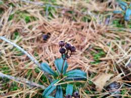 Attēlu rezultāti vaicājumam “Chimaphila umbellata leaf”