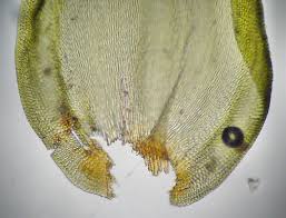 Attēlu rezultāti vaicājumam “Leucodon sciuroides”