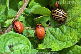 Attēlu rezultāti vaicājumam “Leptinotarsa decemlineata”