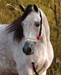 Arabian horse Sale at Mountain Ridge Ranch! Images?q=tbn:ANd9GcQHwmax6Ciq7_T_LIItuZIrOV4ePslBI-Fl5uXlr0_IrbNrflzQ