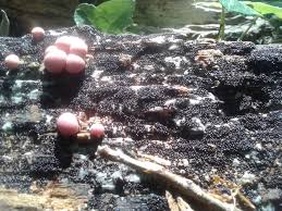 Attēlu rezultāti vaicājumam “Lycogala exiguum aggr. spores”