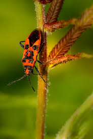 Attēlu rezultāti vaicājumam “Corizus hyoscyami”