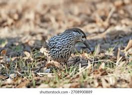 Attēlu rezultāti vaicājumam “Nucifraga caryocatactes adult”