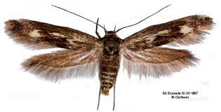 Attēlu rezultāti vaicājumam “Scythris limbella”