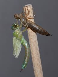 Attēlu rezultāti vaicājumam “Anax parthenope”