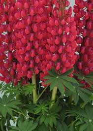 Attēlu rezultāti vaicājumam “Lupinus polyphyllus”