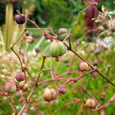 Attēlu rezultāti vaicājumam “Euphorbia cyparissias fruit”