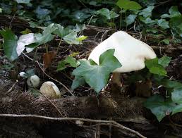 Attēlu rezultāti vaicājumam “Volvariella bombycina”