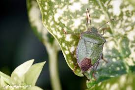 Attēlu rezultāti vaicājumam “Palomena prasina”