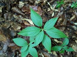 Attēlu rezultāti vaicājumam “Mercurialis perennis leaf”