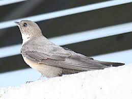 Image result for Ptyonoprogne rupestris