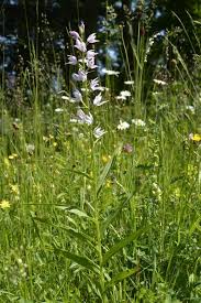 Attēlu rezultāti vaicājumam “Cephalanthera longifolia”