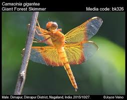 Attēlu rezultāti vaicājumam “Langermania gigantea”