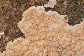 Attēlu rezultāti vaicājumam “Skeletocutis odora”